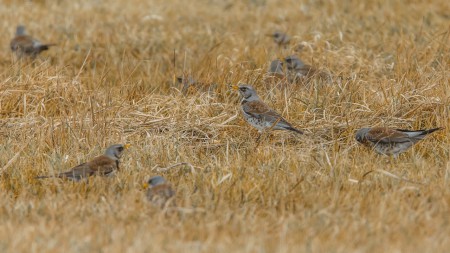 Fenyőrigó (Turdus pilaris) - Téli puszta csapatos látogatója.